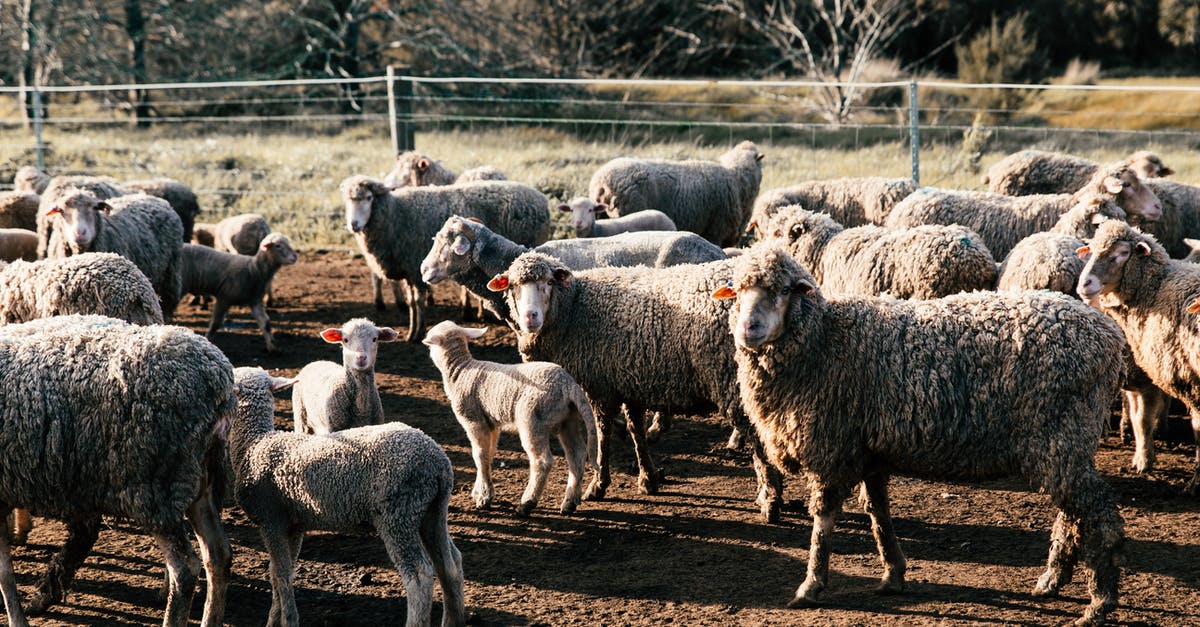 How many villages are there at radar 20? - Funny sheep walking in farmland enclosure How many villages are there at radar 20? - Funny sheep walking in farmland enclosure