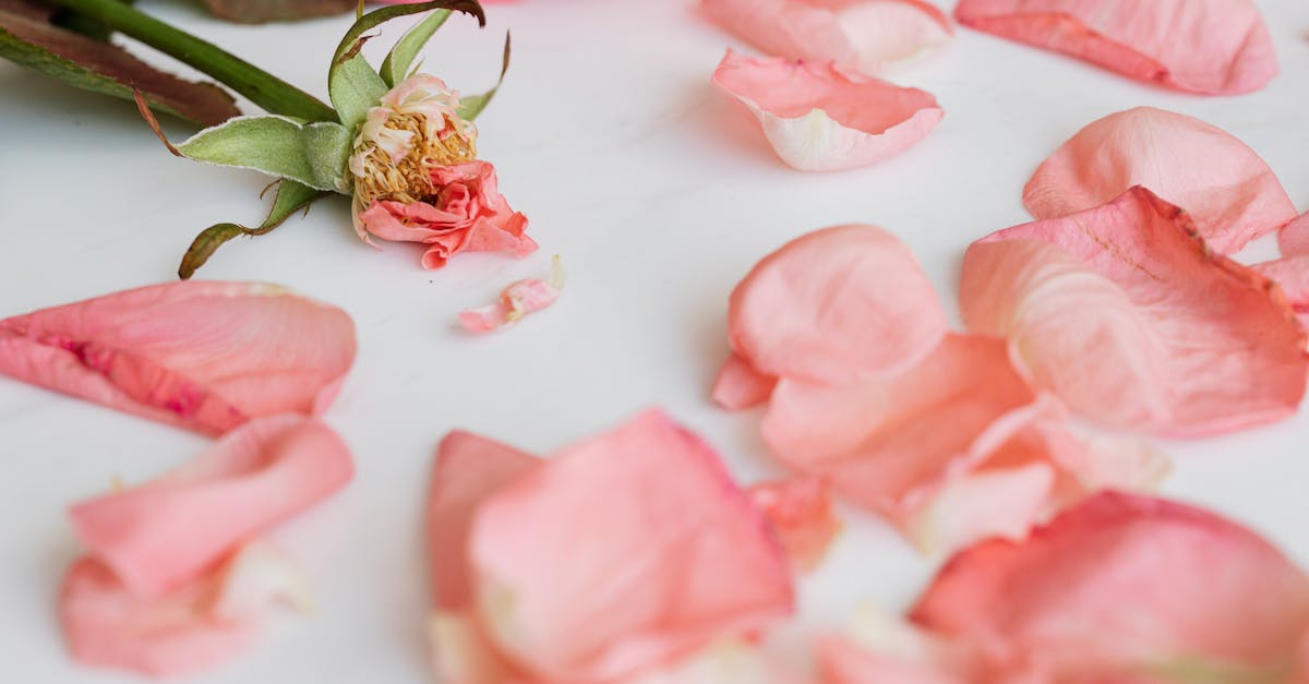 How much damage can a Damsel take, and what hurts them? - Shabby rose with scattered petals around How much damage can a Damsel take, and what hurts them? - Shabby rose with scattered petals around