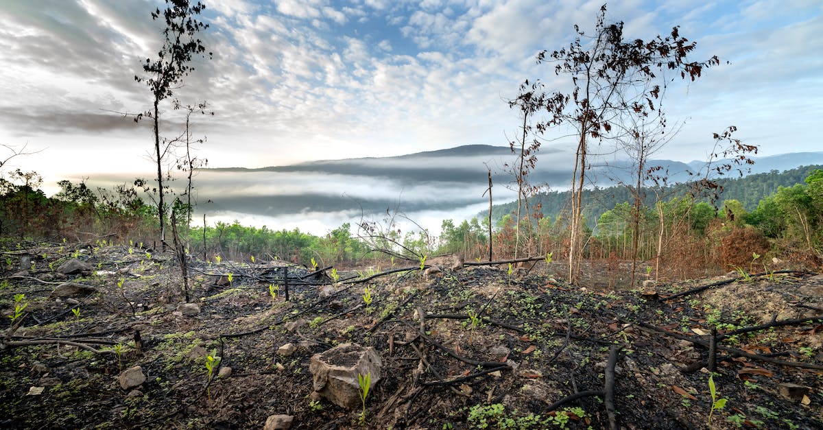 How much damage do Scorchers deal upon death? - Green sprigs growing on burnt ground after fire in hilly terrain covered with clouds