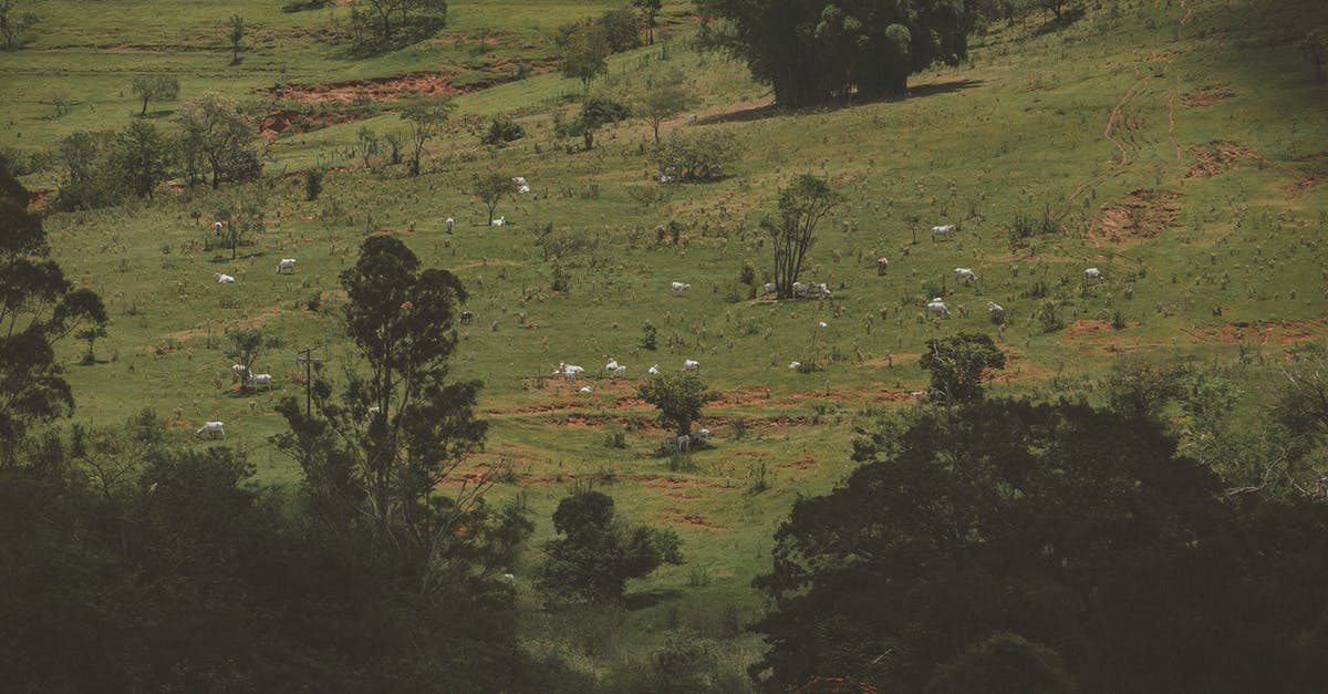 How much grass is enough for the animals in Stardew Valley? - Cows Grazing on Field How much grass is enough for the animals in Stardew Valley? - Cows Grazing on Field