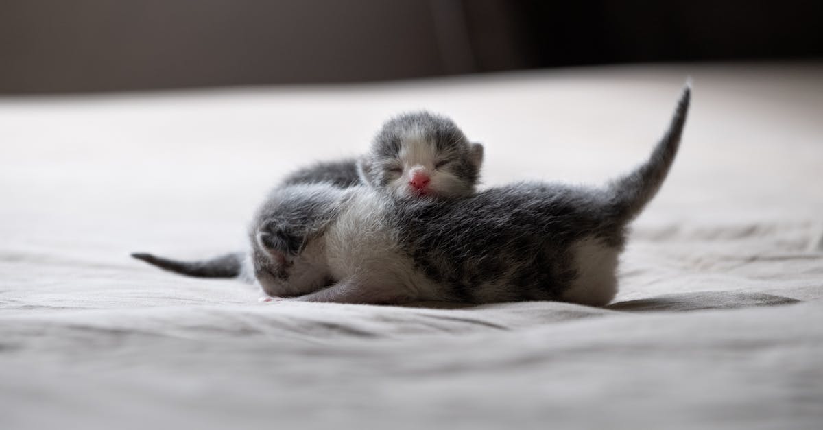 How much more CpS do kittens give? - Free stock photo of animal, bird, blur