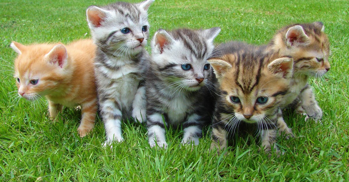How much more CpS do kittens give? - Assorted Color Kittens