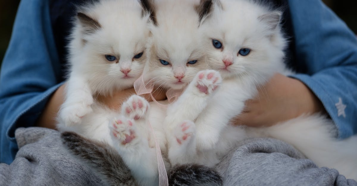 How much more CpS do kittens give? - Close-Up Photo of a Hand Holding Three White Kittens