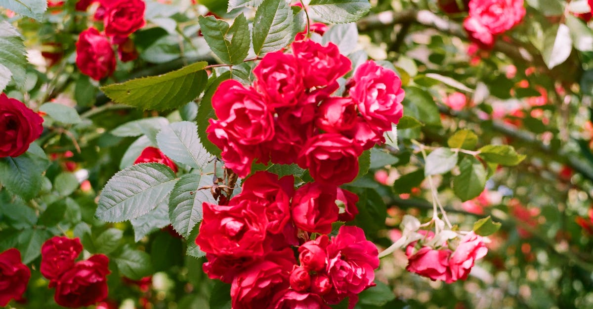 How much XM clusters around portals? - Red Flowers With Green Leaves