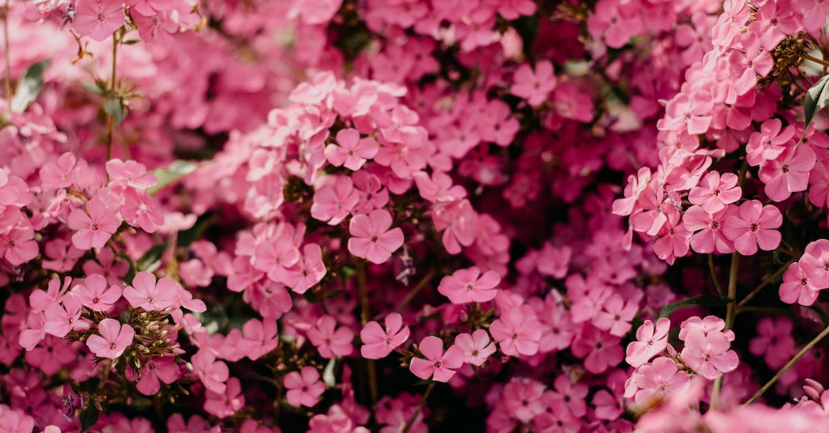 How much XM clusters around portals? - Closeup Photo of Pink Petaled Flowers