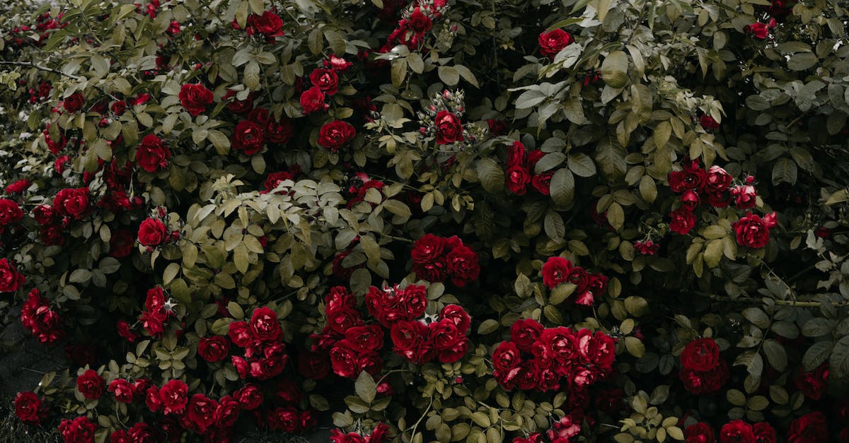 How much XM clusters around portals? - Cluster of Red Roses
