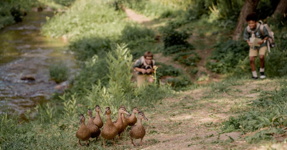 How often animals are respawned in oases? - Brown Mushrooms on Brown Soil How often animals are respawned in oases? - Brown Mushrooms on Brown Soil
