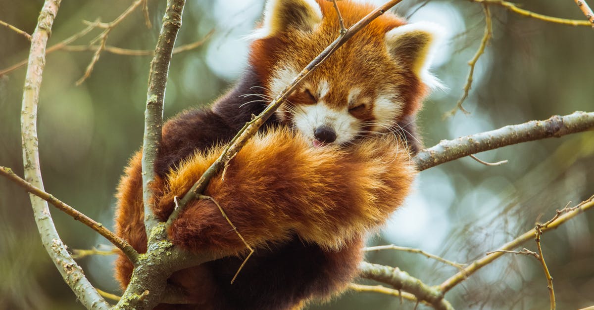How often can you harvest Sleeping Tree Sap? - Photo of Red Panda Sleeping on Tree Branch
