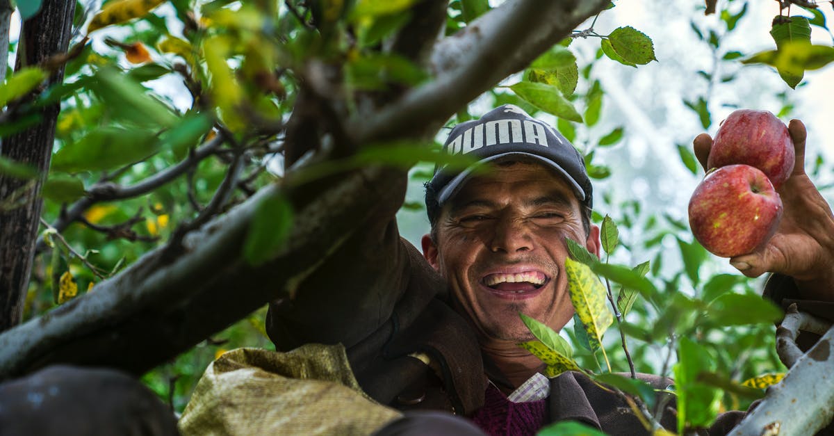 How often can you harvest Sleeping Tree Sap? - Man On A Tree Holding Apples How often can you harvest Sleeping Tree Sap? - Man On A Tree Holding Apples