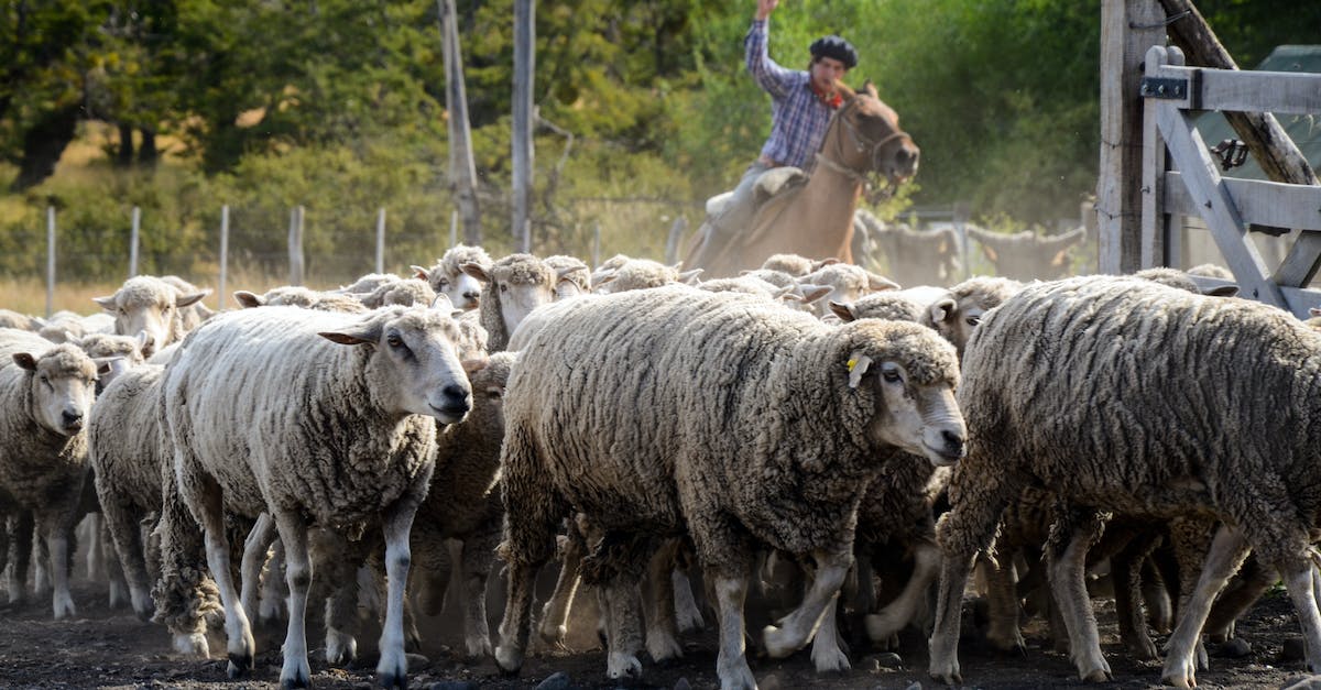 How often do animals respawn in MCPE? - Flock of Sheep on Farm