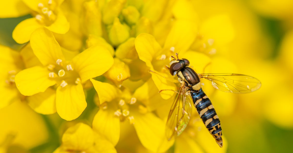 How often do pirates need to eat in real time? - From above of predatory insect with striped abdomen and transparent wings eating pollen of bright blooming flowers with gentle petals in summertime