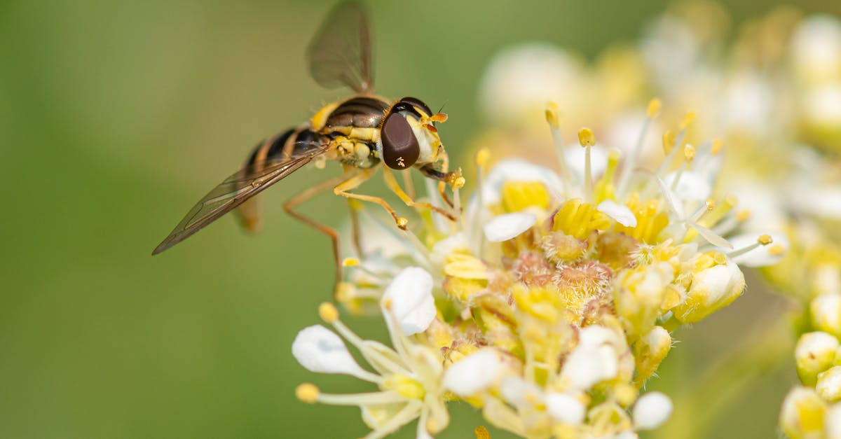 How often do pirates need to eat in real time? - Carnivorous insect feeding on blossoming flowers in summer