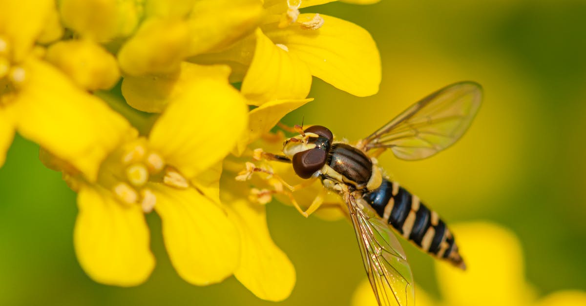How often do pirates need to eat in real time? - Hornet eating pollen on bright yellow alyssum in summer