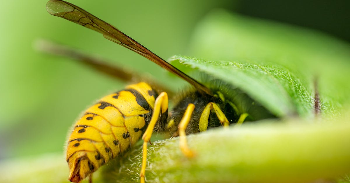 How often do pirates need to eat in real time? - Closeup of bright insect with blots on abdomen and thin wings sitting on plant leaf