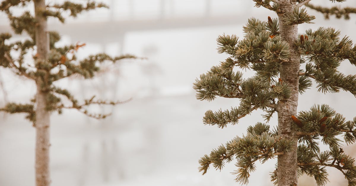 How often does foliage spawn? - Pine Trees in Fog How often does foliage spawn? - Pine Trees in Fog