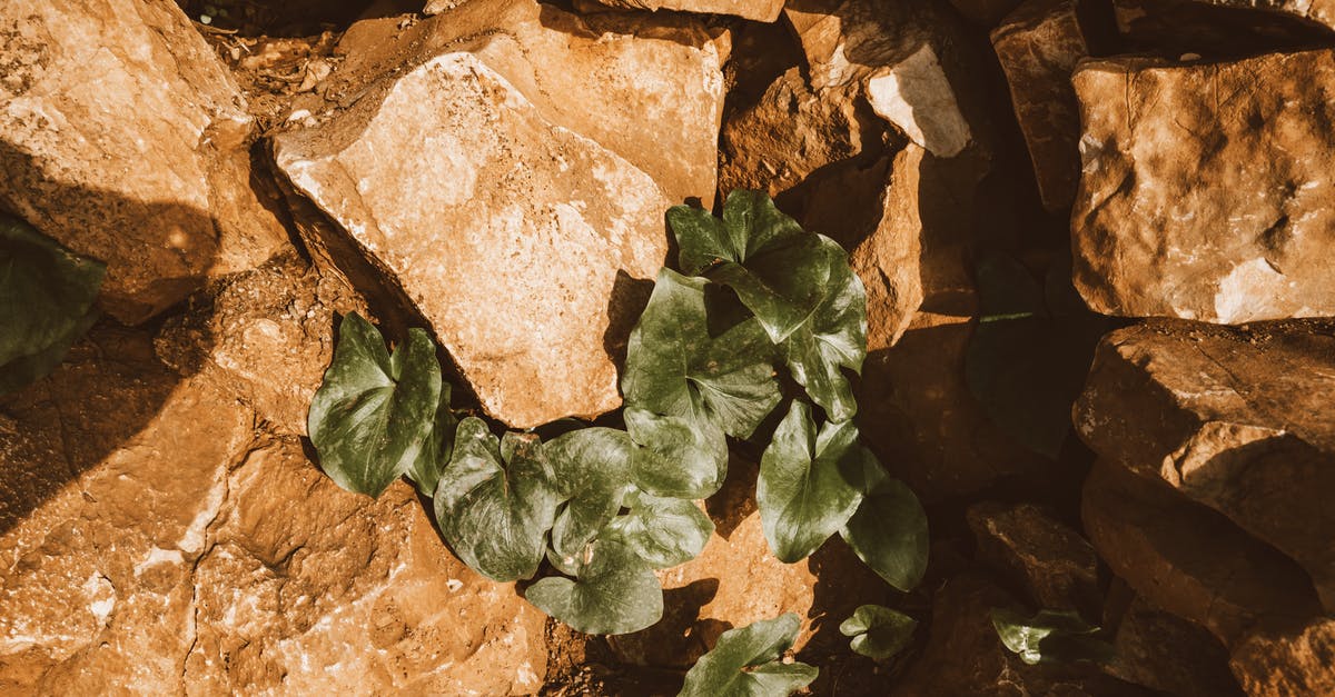 How often does foliage spawn? - Green Plant on Brown Rock How often does foliage spawn? - Green Plant on Brown Rock