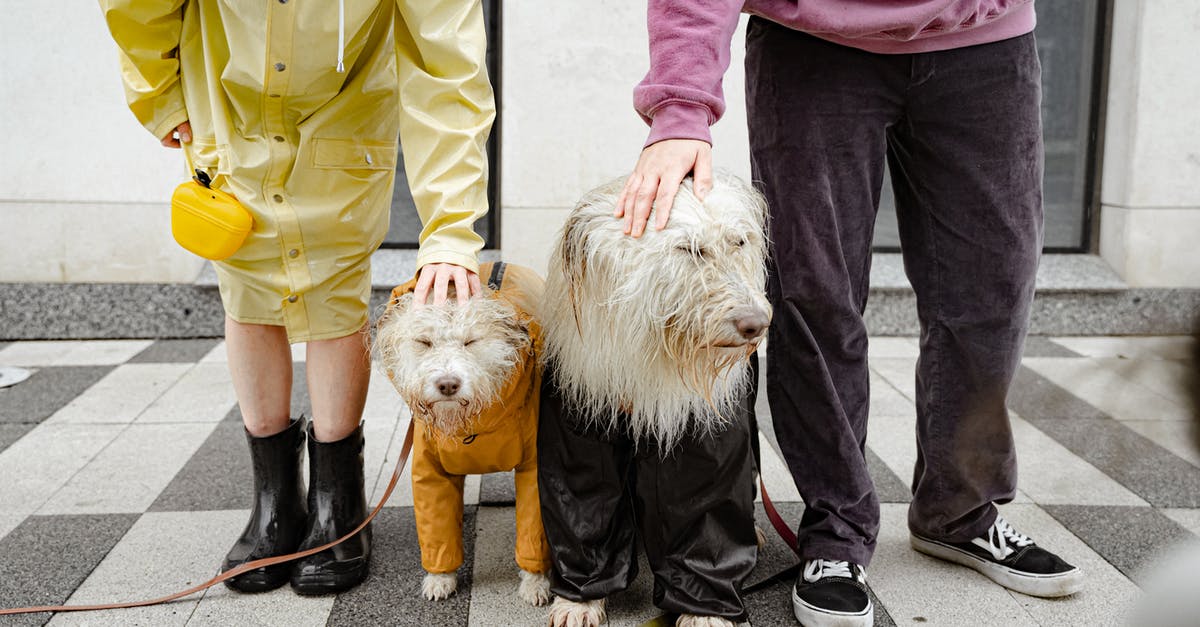 How often does trove's challenges reward change? - Two Wet Dogs Standing on Stone Pavement How often does trove's challenges reward change? - Two Wet Dogs Standing on Stone Pavement