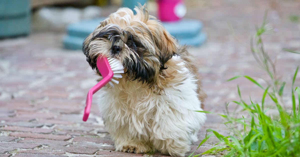 How often should I brush my animals? - Adult Brown and White Shih Tzu