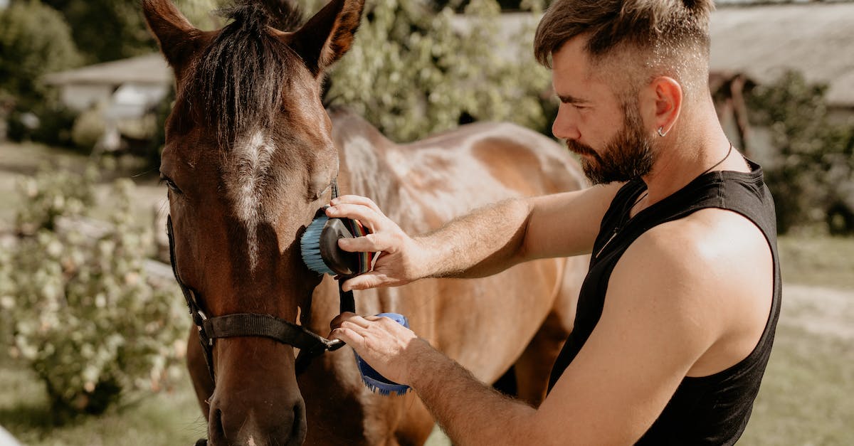 How often should I brush my animals? - Guy Caring For a Horse