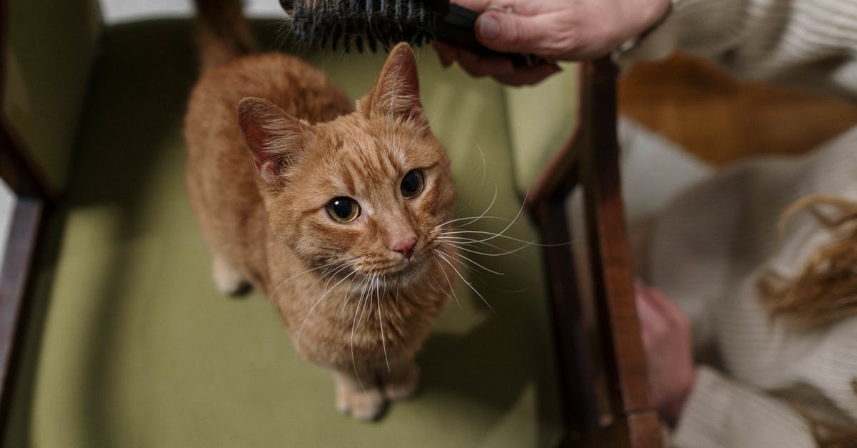 How often should I brush my animals? - Orange Tabby Cat on Chair
