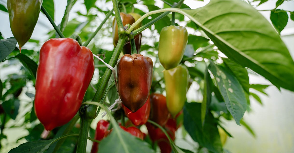 How quickly do Threshers grow? [minor spoilers] - Red and Green Bell Peppers