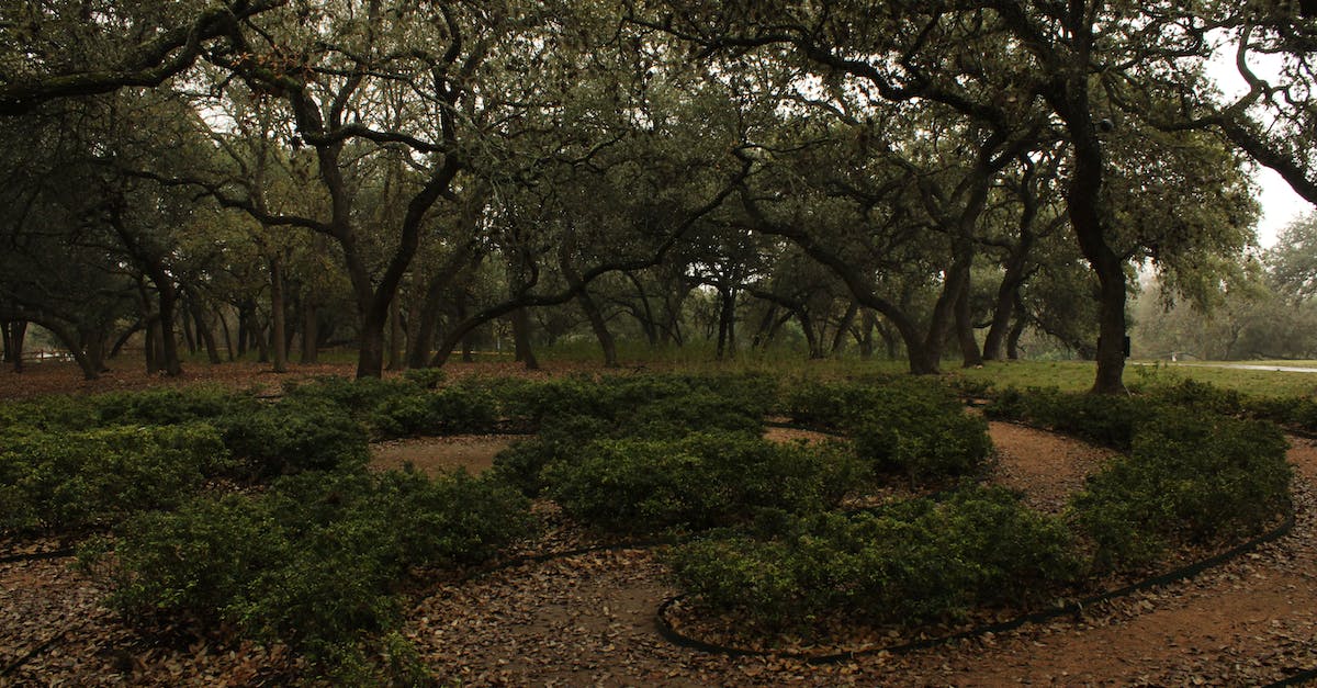 How Quickly does the Soil Erode in Banished? - Green Trees on Brown Soil