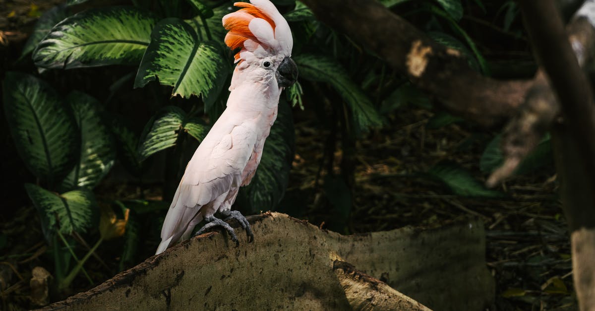 How rare are the "rare biomes" in Minecraft? - White Bird on Brown Tree Branch