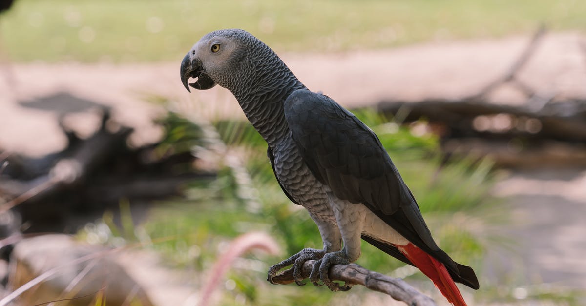 How rare is a picksaw - An African Gray Parrot Perched on Tree Branch How rare is a picksaw - An African Gray Parrot Perched on Tree Branch