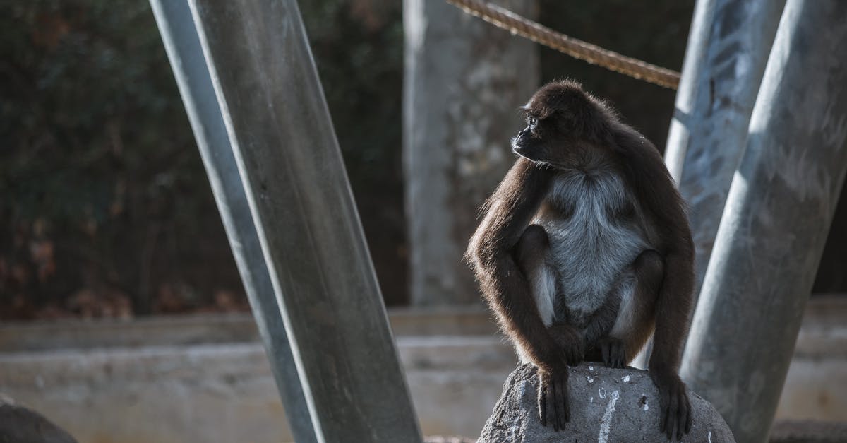How rare is the blue card (in monkey knowledge pack)? - Attentive monkey with hairy body sitting on stone in zoological park in daylight How rare is the blue card (in monkey knowledge pack)? - Attentive monkey with hairy body sitting on stone in zoological park in daylight
