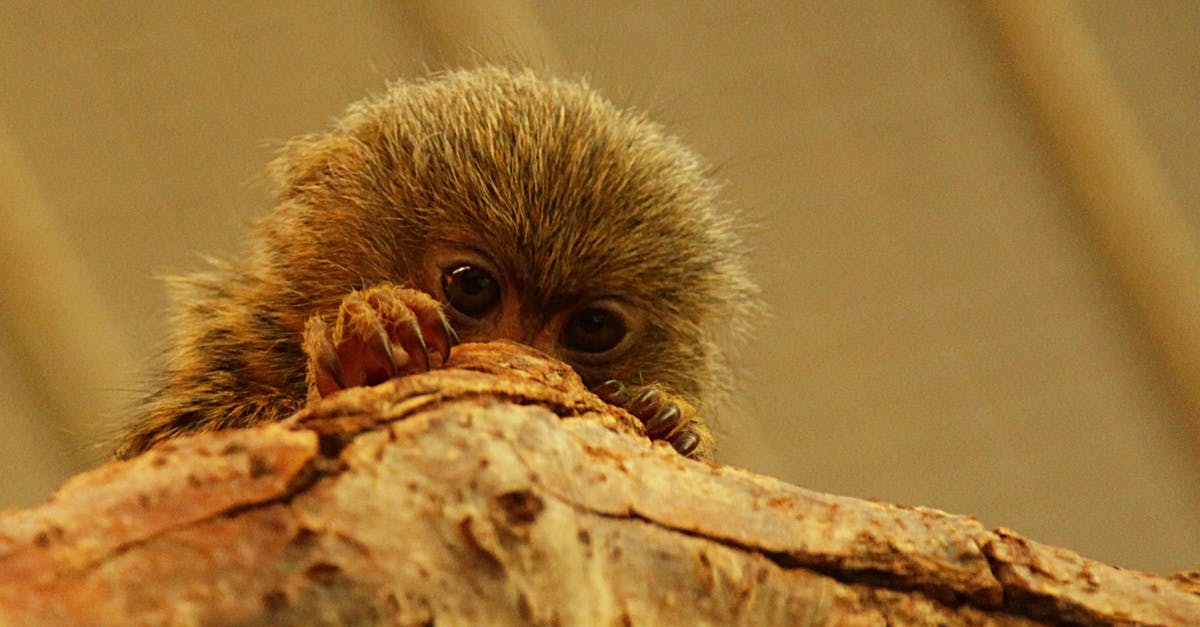 How rare is the blue card (in monkey knowledge pack)? - Low angle of pygmy marmoset that living in rainforests of South America with sharp claws sitting on tree How rare is the blue card (in monkey knowledge pack)? - Low angle of pygmy marmoset that living in rainforests of South America with sharp claws sitting on tree