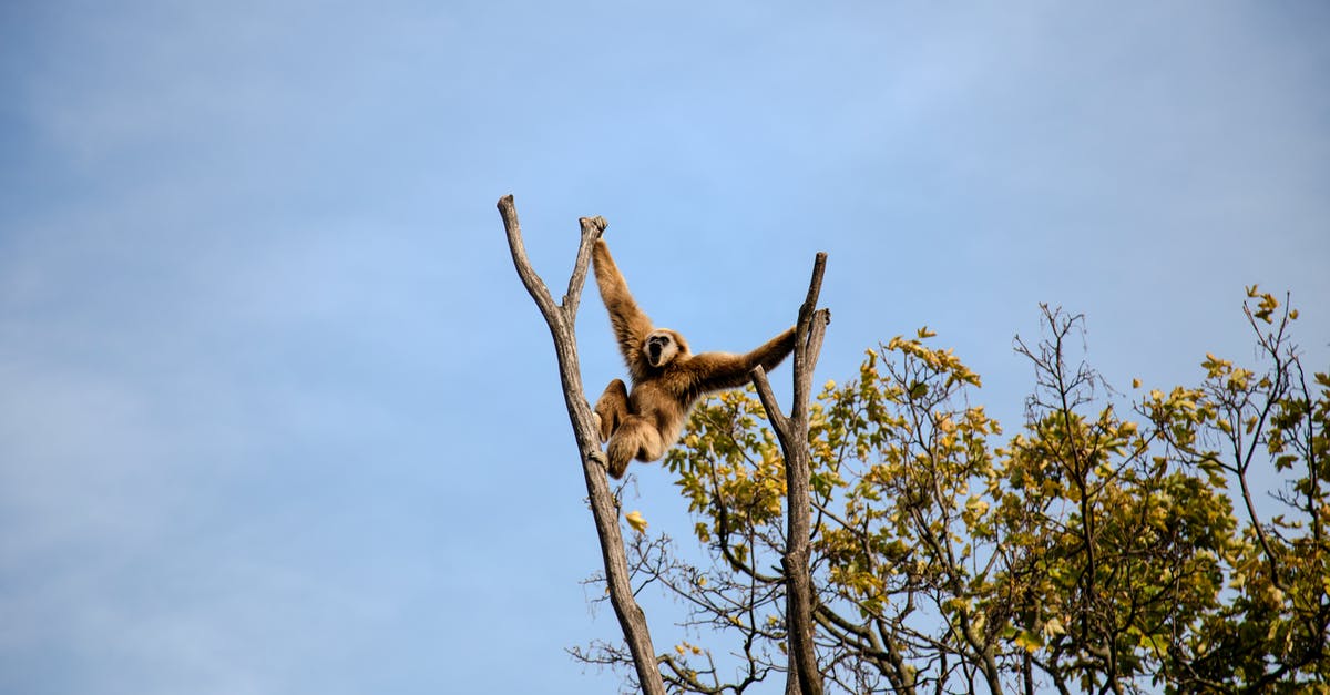 How rare is the blue card (in monkey knowledge pack)? - Photography of Monkey Climbing on Tree How rare is the blue card (in monkey knowledge pack)? - Photography of Monkey Climbing on Tree