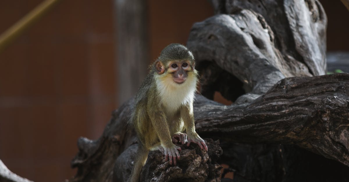 How rare is the blue card (in monkey knowledge pack)? - Little monkey observing nature on tree How rare is the blue card (in monkey knowledge pack)? - Little monkey observing nature on tree
