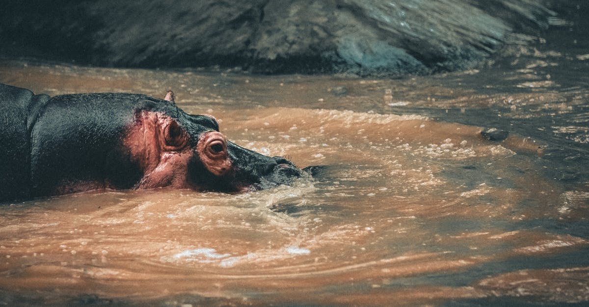 How short or long can my trainer name be? - Hippo in puddle against stone surface in zoological garden How short or long can my trainer name be? - Hippo in puddle against stone surface in zoological garden