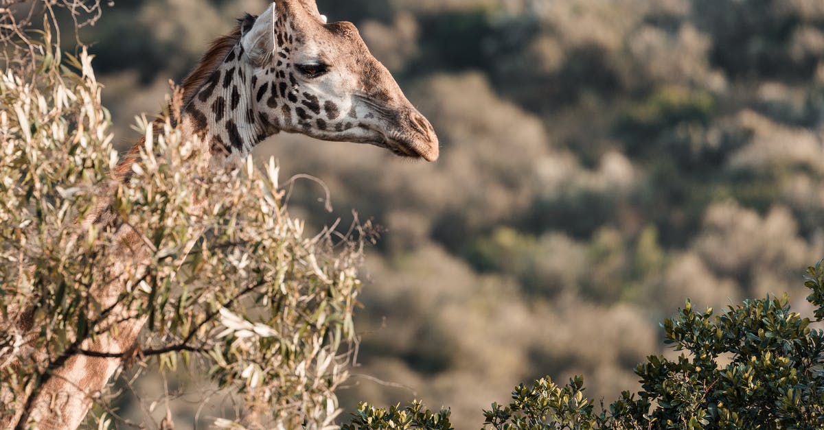 How short or long can my trainer name be? - Giraffe near shrubs in safari on sunny day How short or long can my trainer name be? - Giraffe near shrubs in safari on sunny day