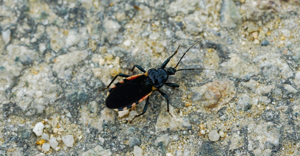 How to assassinate Andre - Black and Red Bug on Gray and White Marble Surface How to assassinate Andre - Black and Red Bug on Gray and White Marble Surface