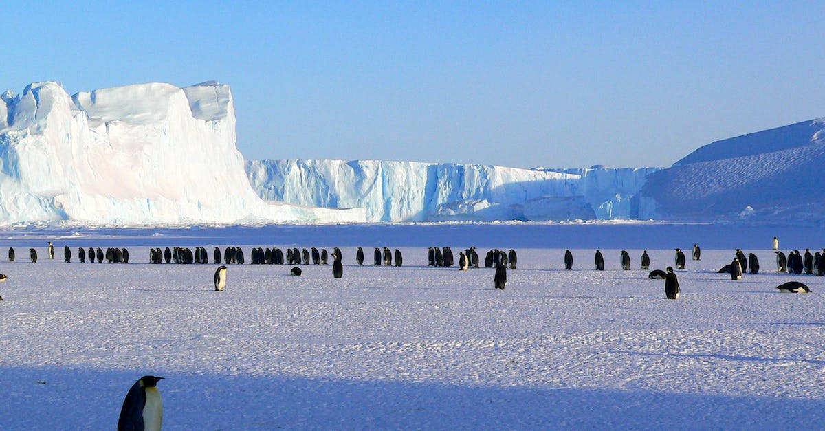 How to become emperor? - Penguins on Ice How to become emperor? - Penguins on Ice