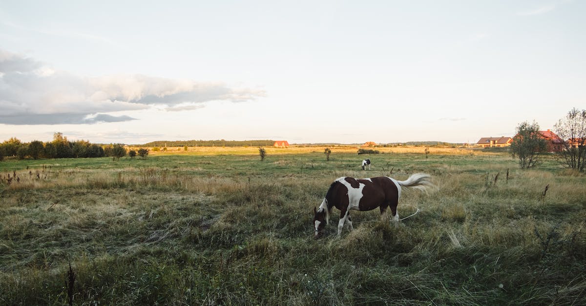 How to breed a horse [duplicate] - Stallion grazing in pasture on farmland in summer