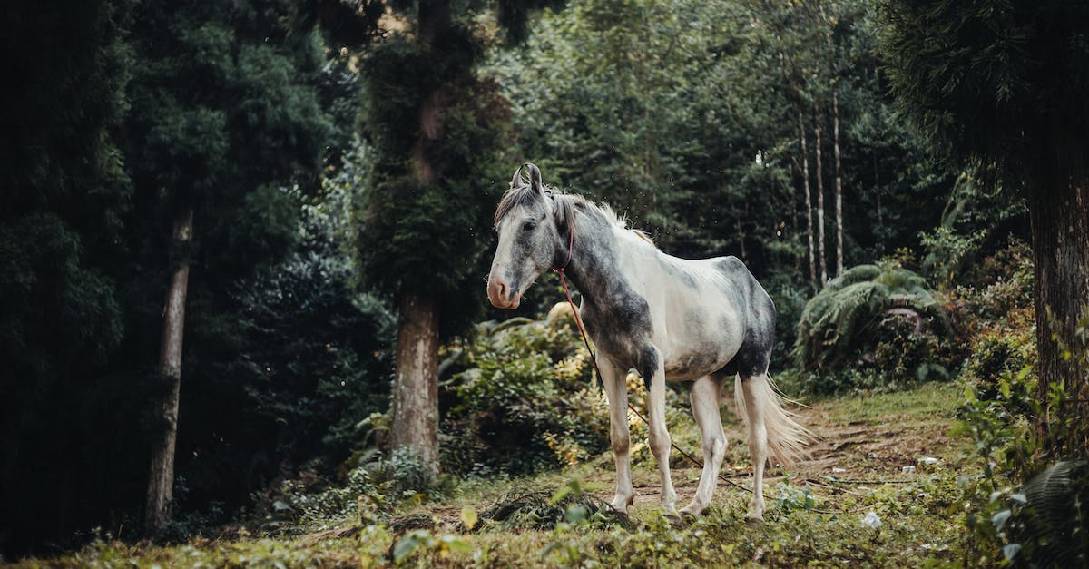 How to breed a horse [duplicate] - Gray horse standing in lush green forest