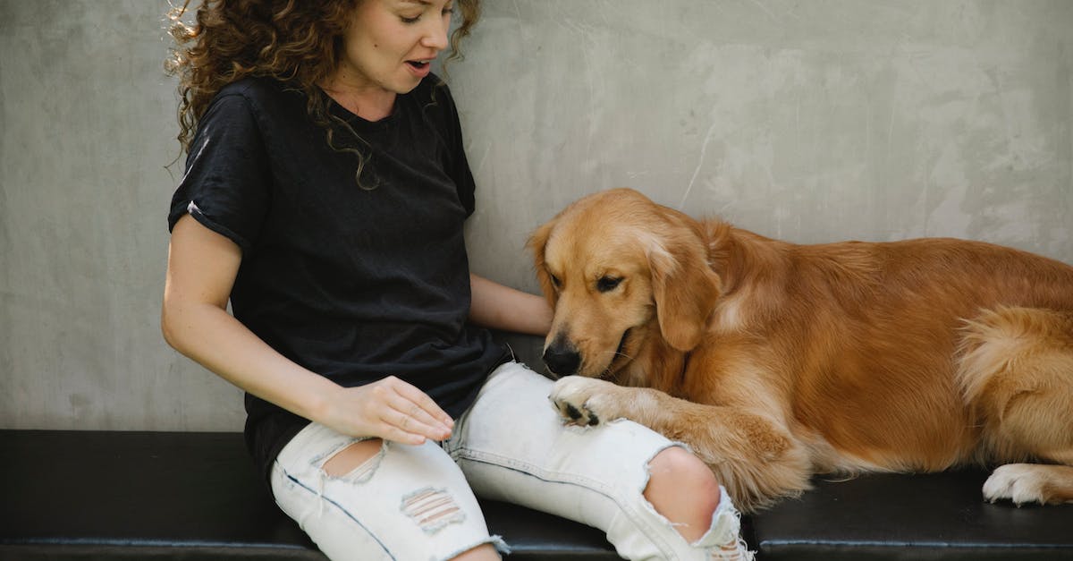How to breed a T-Rox - Shocked adult lady in casual outfit near Golden Retriever dog on bench with paw on leg near stone fence in daylight