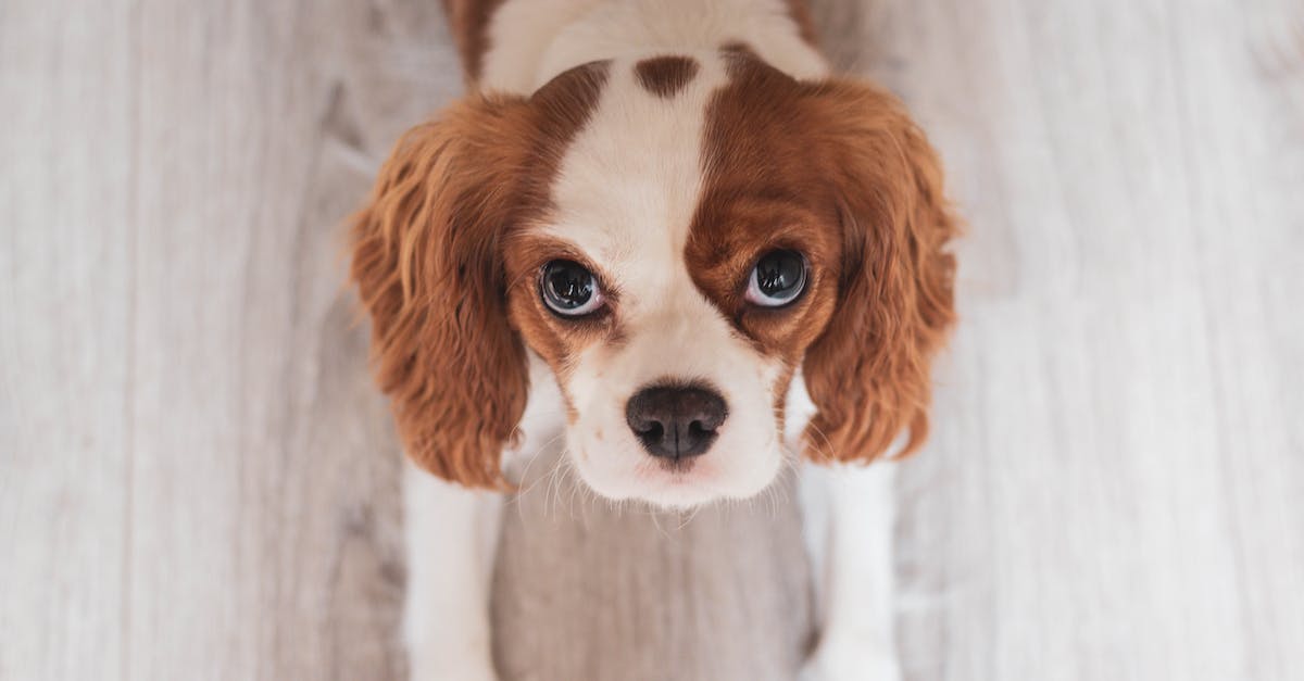 How to breed good kings? - White and Red Cavalier King Charles Spaniel Puppy Close-up Photo How to breed good kings? - White and Red Cavalier King Charles Spaniel Puppy Close-up Photo
