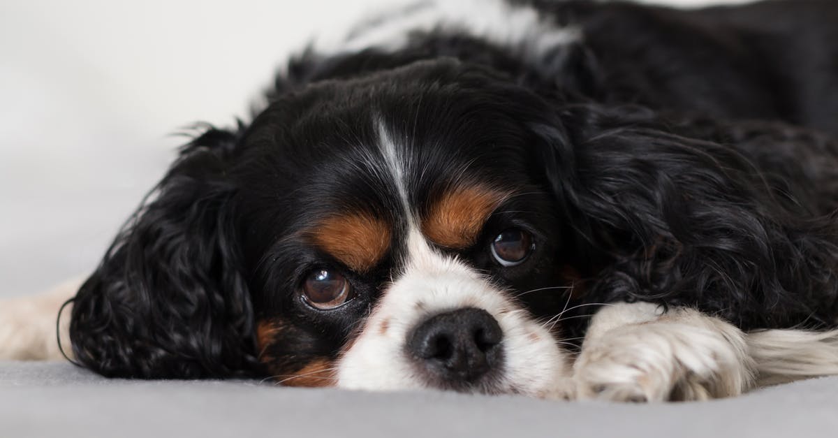 How to breed good kings? - Cute fluffy Cavalier King Charles Spaniel puppy on bed How to breed good kings? - Cute fluffy Cavalier King Charles Spaniel puppy on bed