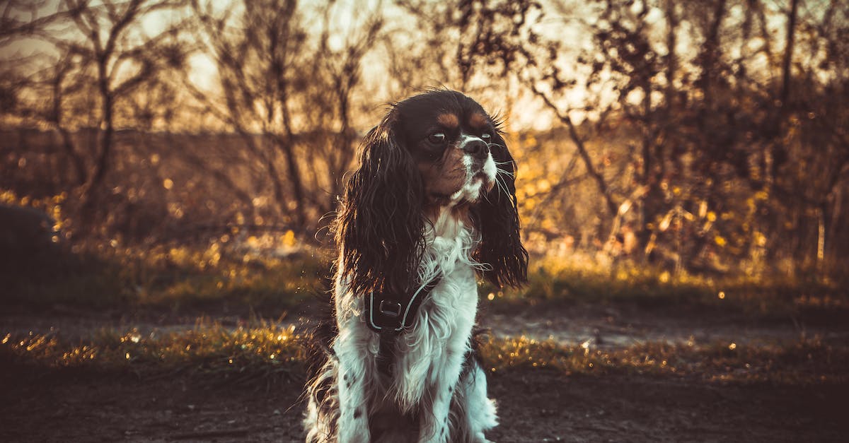 How to breed good kings? - Short-coated White and Brown Puppy How to breed good kings? - Short-coated White and Brown Puppy