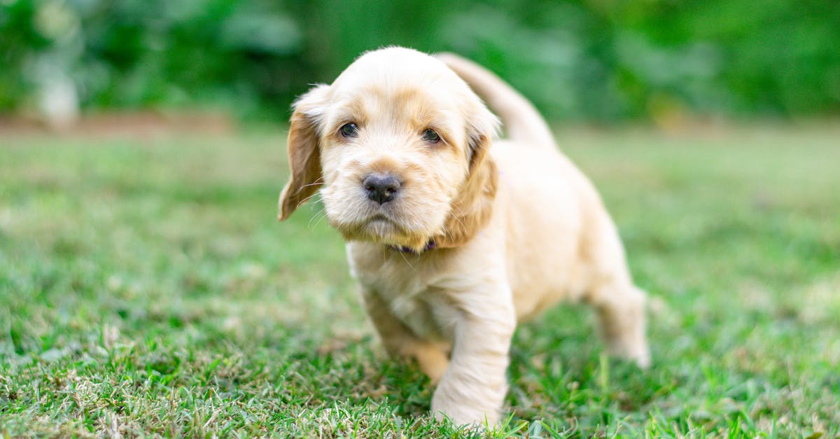 How to breed lots of Roostros? - A Cocker Spaniel Puppy on Grass