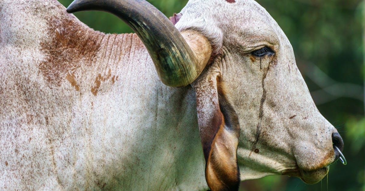 How to breed lots of Roostros? - Gur Cattle How to breed lots of Roostros? - Gur Cattle