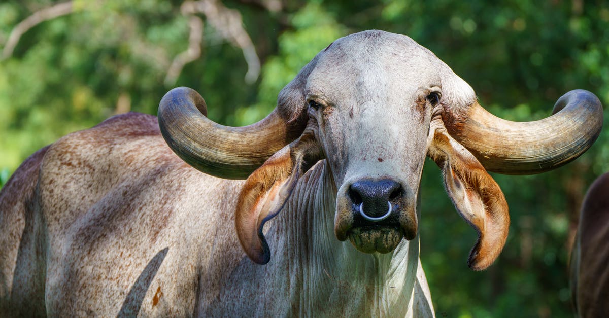 How to breed lots of Roostros? - Gur Cattle How to breed lots of Roostros? - Gur Cattle
