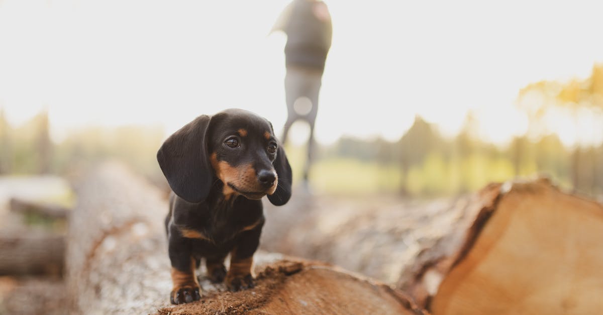 how to breed te fallen angel dragon - Adorable dreamy Dachshund puppy looking away while standing on fallen tree trunk in countryside how to breed te fallen angel dragon - Adorable dreamy Dachshund puppy looking away while standing on fallen tree trunk in countryside