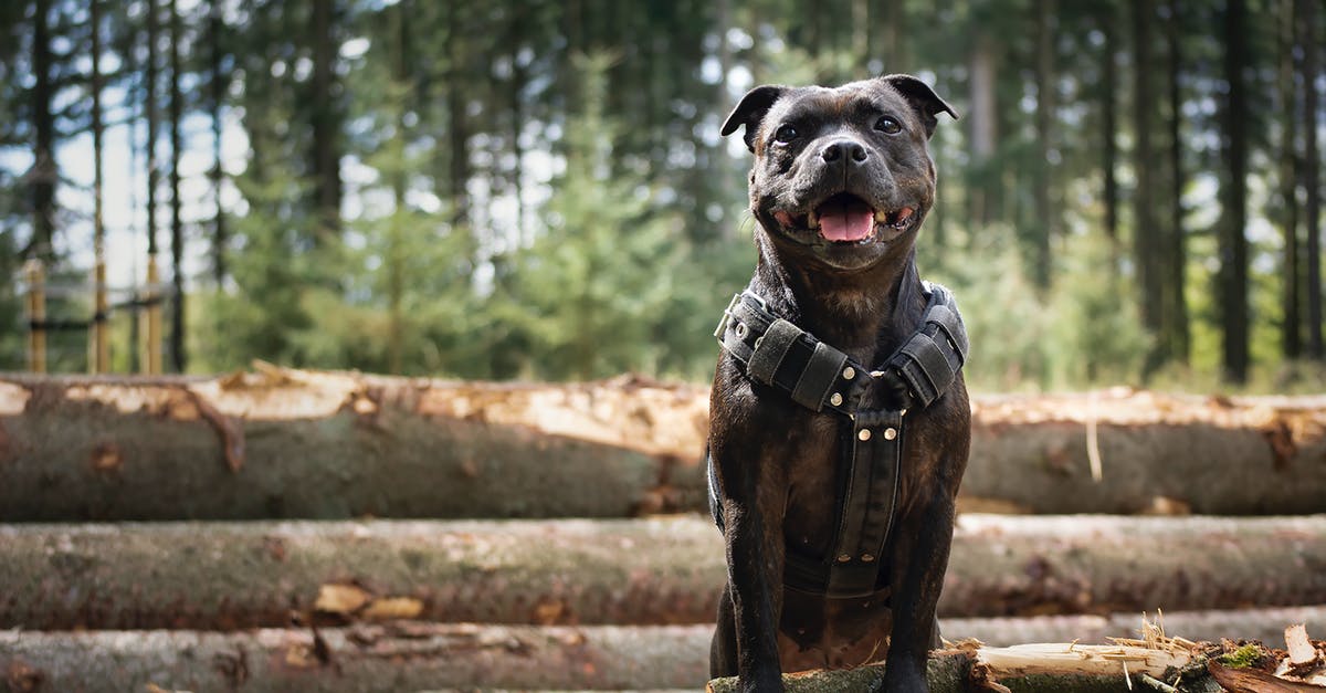 how to breed te fallen angel dragon - Black Bulldog resting on tree trunks in countryside how to breed te fallen angel dragon - Black Bulldog resting on tree trunks in countryside