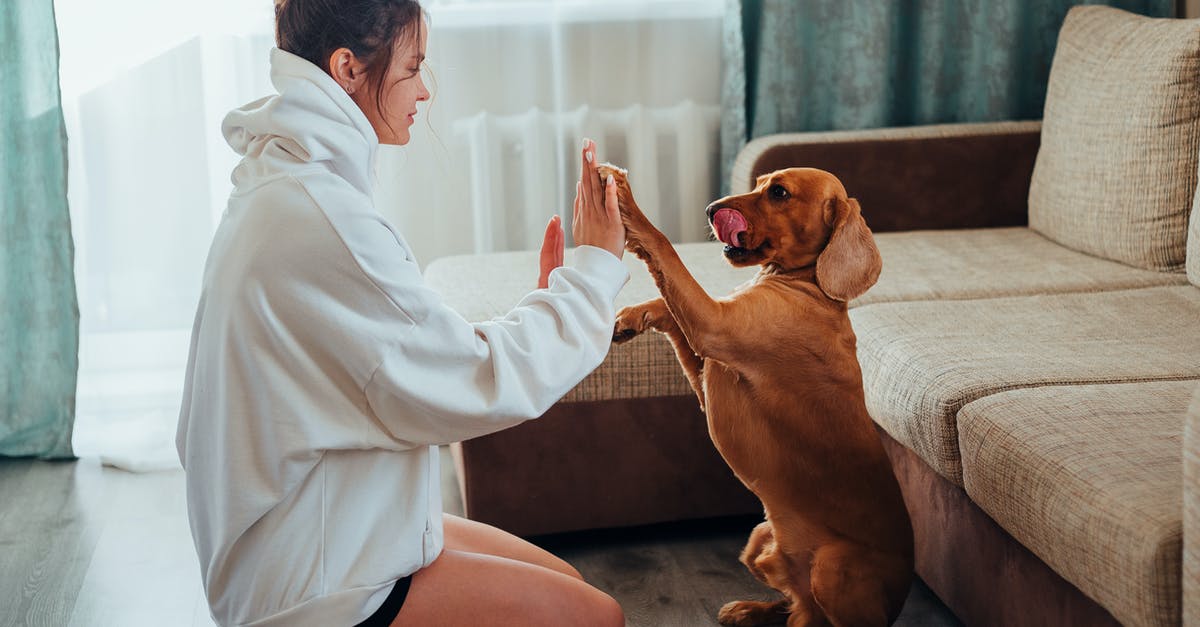 How to breed with a female starter in Pokemon X? - Side view of young woman in hoodie sitting on floor near sofa and playing with obedient brown Labrador while resting during free time