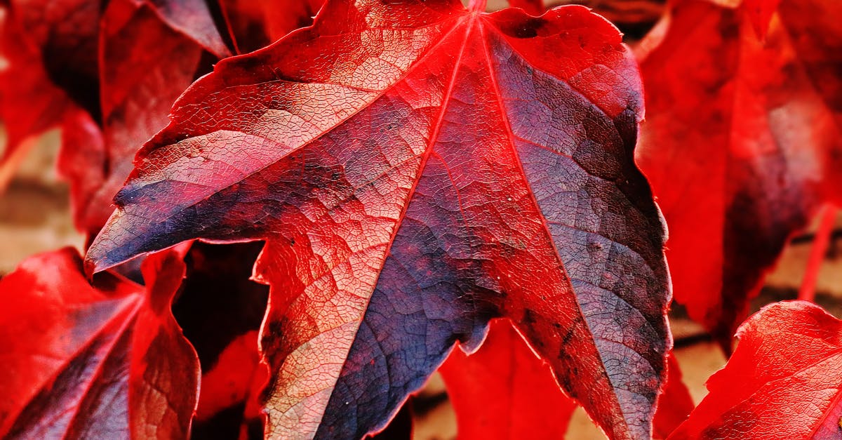 How to change colour of snowshovel particles? - Red and Brown Plant Leaf in Closeup Photo