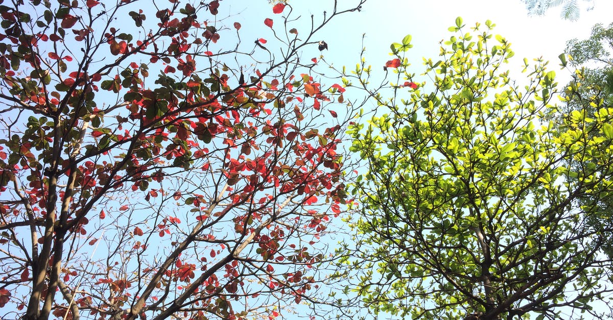 How to change colour of snowshovel particles? - Red and Green Tree Leaves on a Sunny Day